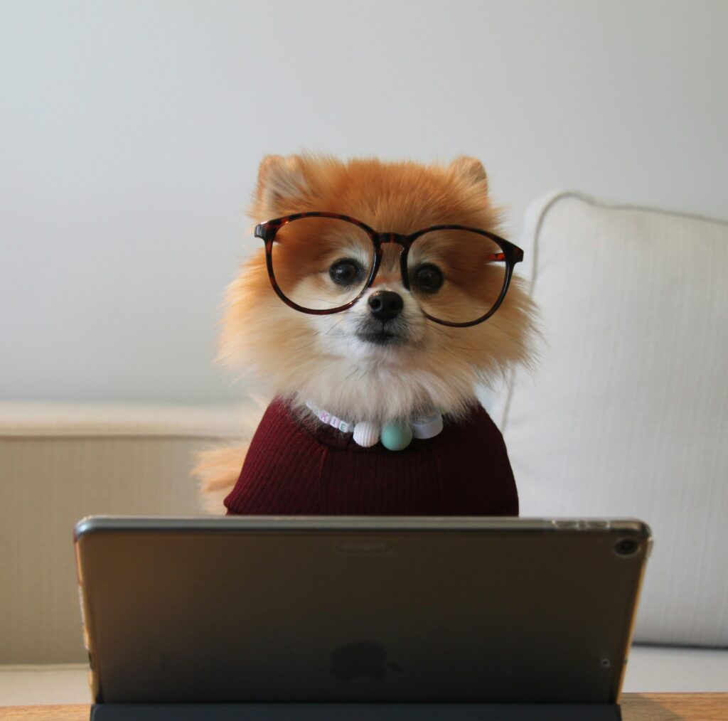 A dog wearing glasses and a jumper sat behind a laptop
